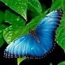 butterfly - wallpaper preview