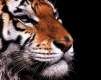 tiger - wallpaper preview