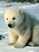 Knut - wallpaper preview