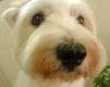 dog - wallpaper preview