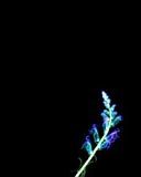 - - wallpaper preview