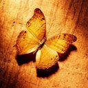 butterfly - wallpaper preview