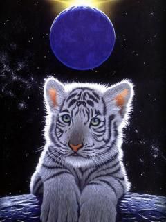 White Tiger - wallpaper preview
