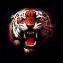tiger - wallpaper preview