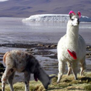 lama