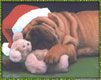 Shar-pei - wallpaper preview