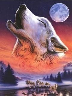 Wolf - wallpaper preview