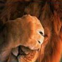 lion - wallpaper preview