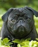 mops - wallpaper preview
