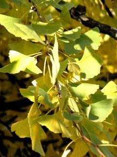 ginko - wallpaper preview