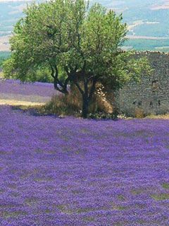 Provence - wallpaper preview