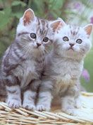 cats - wallpaper preview