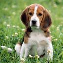 beagle - wallpaper preview