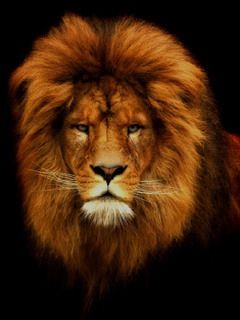 lion - wallpaper preview