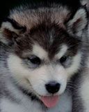 malamut - wallpaper preview