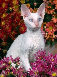 White Devon Rex - wallpaper preview