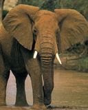 elephant - wallpaper preview