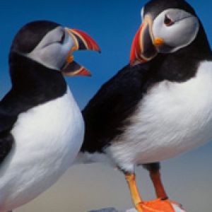 A Pair of Puffins