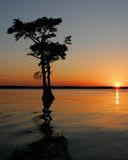 cypress sunset  - wallpaper preview