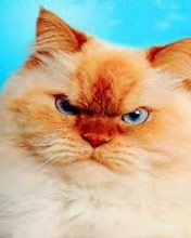 agressive cat - wallpaper preview