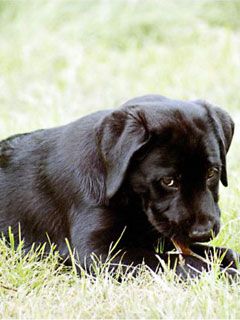 Labrador - Drako - wallpaper preview