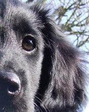 retriever - wallpaper preview