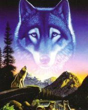 Wolf - wallpaper preview