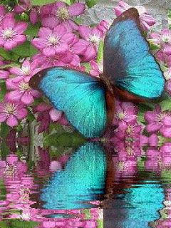 butterfly - wallpaper preview
