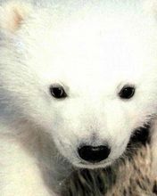 Polar Bear - wallpaper preview