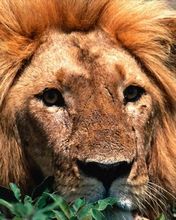 Tired Lion  - wallpaper preview