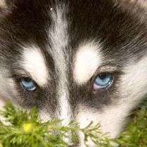 husky - wallpaper preview