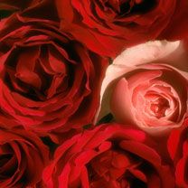 roses - wallpaper preview