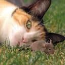 - - wallpaper preview