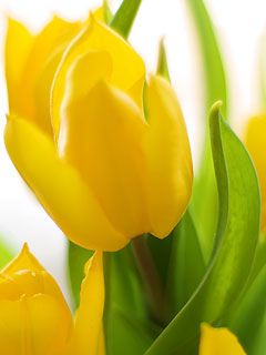 spring flowers - wallpaper preview