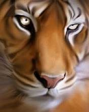 Tiger - wallpaper preview