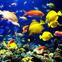 fish - wallpaper preview