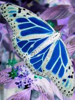 butterfly - wallpaper preview