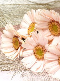 - - wallpaper preview