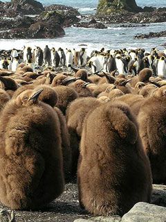 King penguins on Macquarie island - wallpaper preview