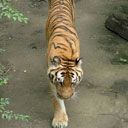 tiger - wallpaper preview
