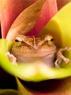 Frog - wallpaper preview