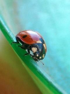 LadyBug - wallpaper preview
