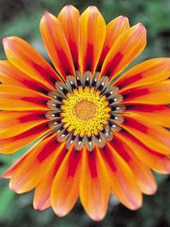 - - wallpaper preview