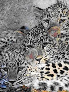Leopard - wallpaper preview