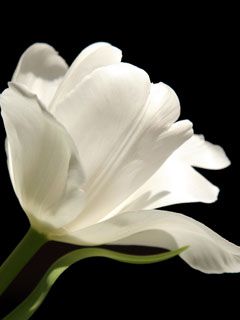 Tulip - wallpaper preview