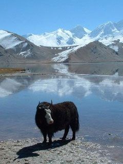 A Yak at Karakol Lake - wallpaper preview