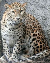 Leopard - wallpaper preview
