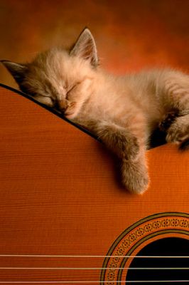 Cat - wallpaper preview