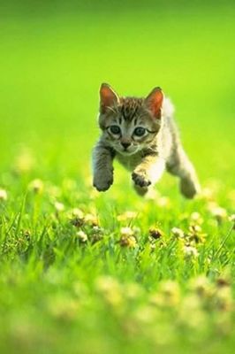 Cat - wallpaper preview