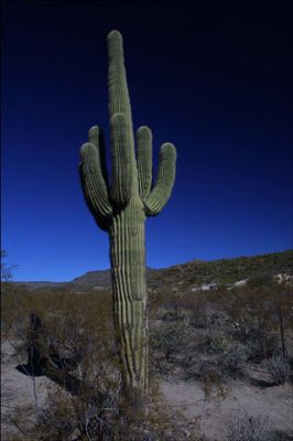 Saguaro Cactus - wallpaper preview
